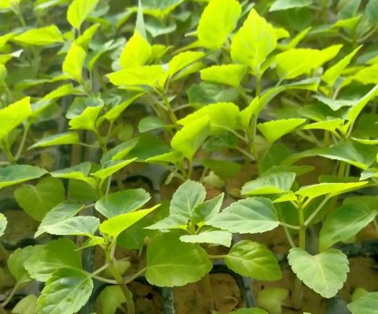 一串紅（穴盤苗）